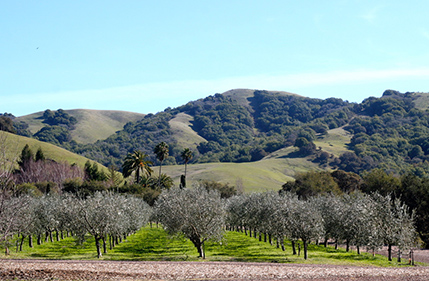 olive tree landscape palms oyster