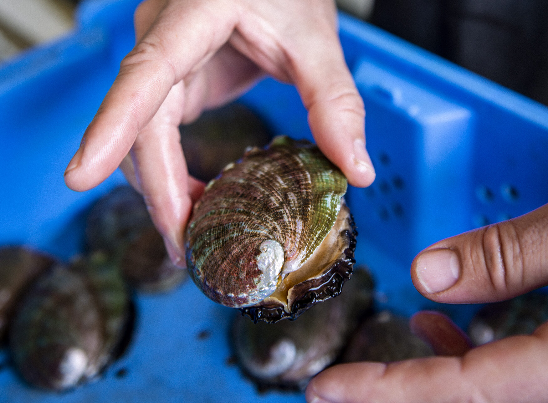 red abalone-the farm-4048