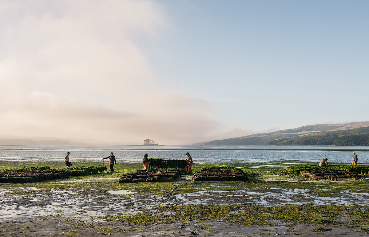 Tomales Bay-Jul162019_0253