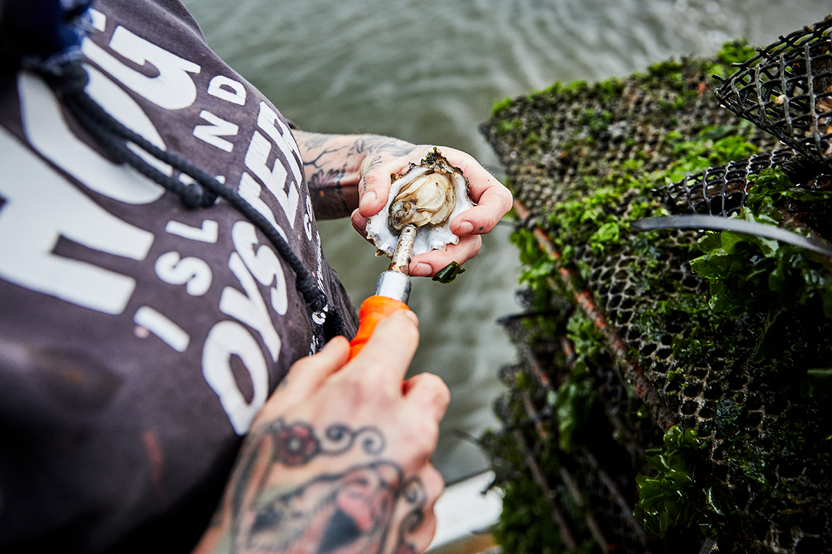 Tomales Bay-LMcintosh_HogIslandOysterCo_IMG_7789