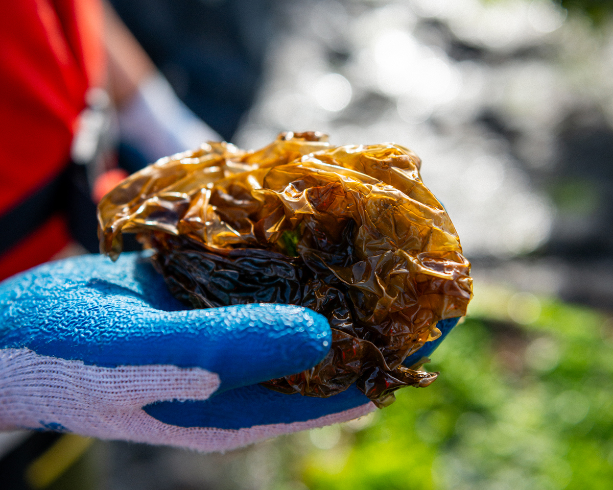 seaweed harvest-april25-6821