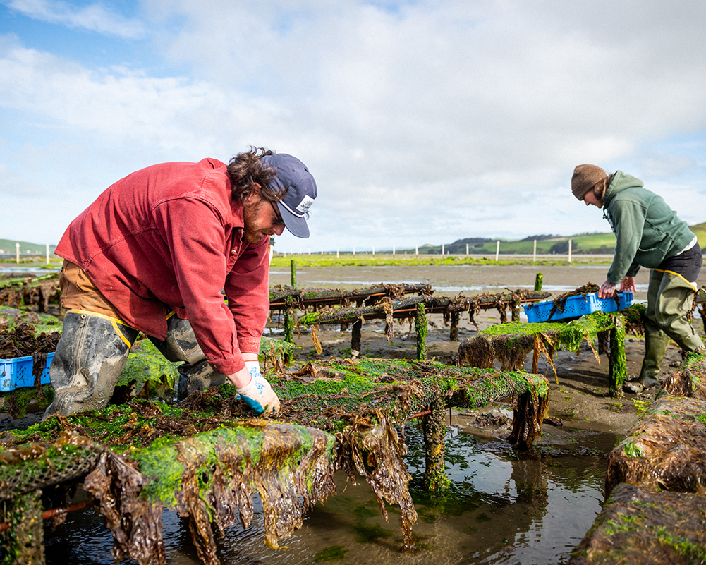 seaweed harvest-april25-6848