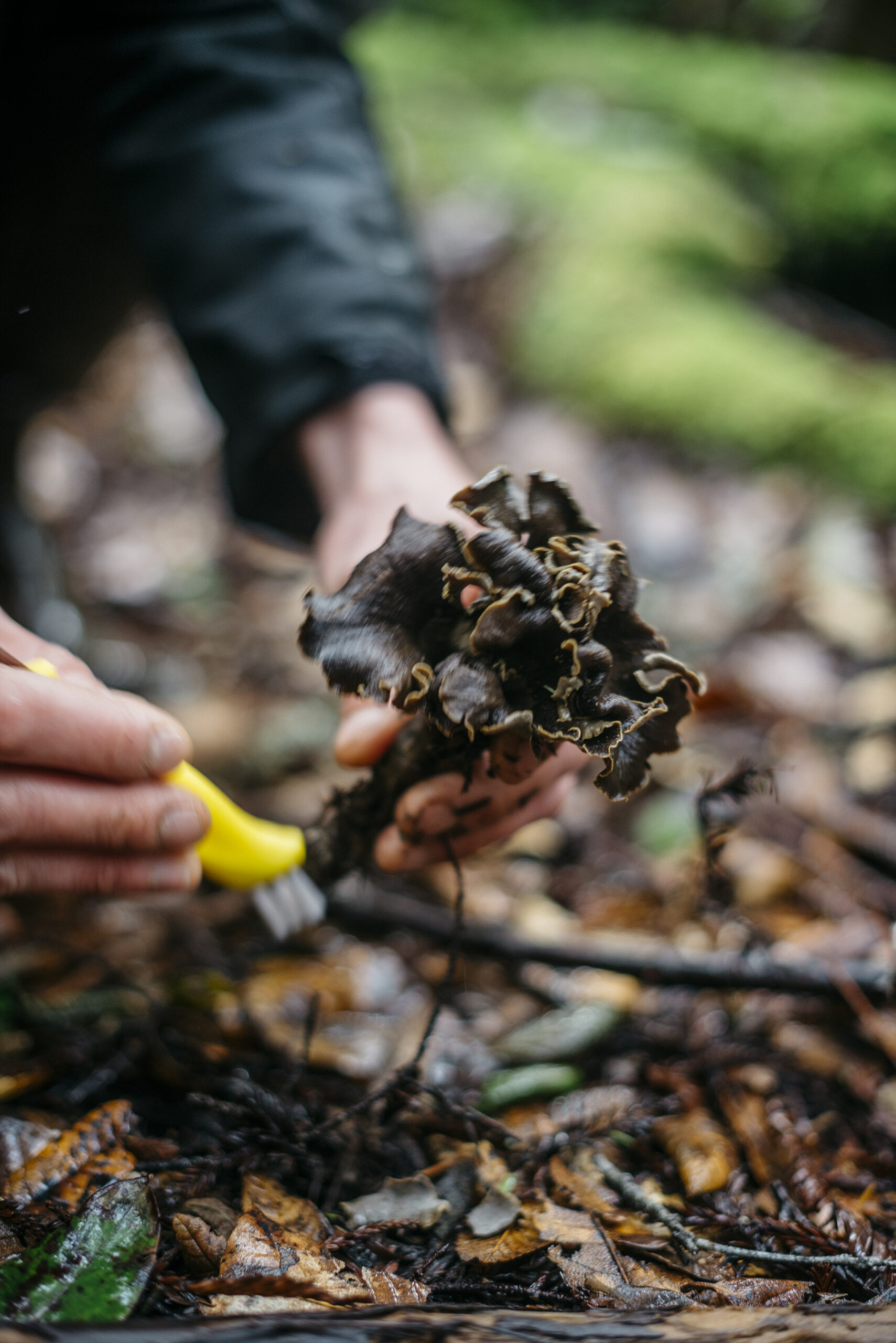 mushroomshunt-blacktrumpets-tonys-11 oyster